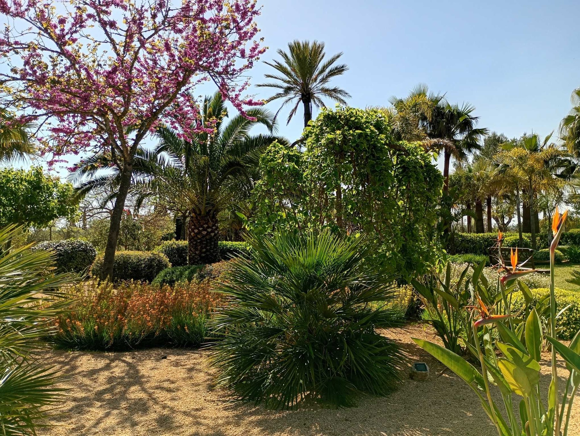 Binissalem Garden — Garden Design Binissalem, Mallorca, Image 4