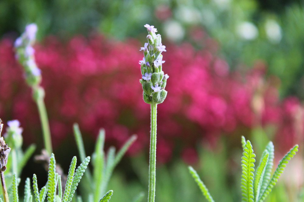 GARDEN LANDSCAPE DESIGN CAMPANET MALLORCA SESTEPA DESIGN — Campanet Sanctuary