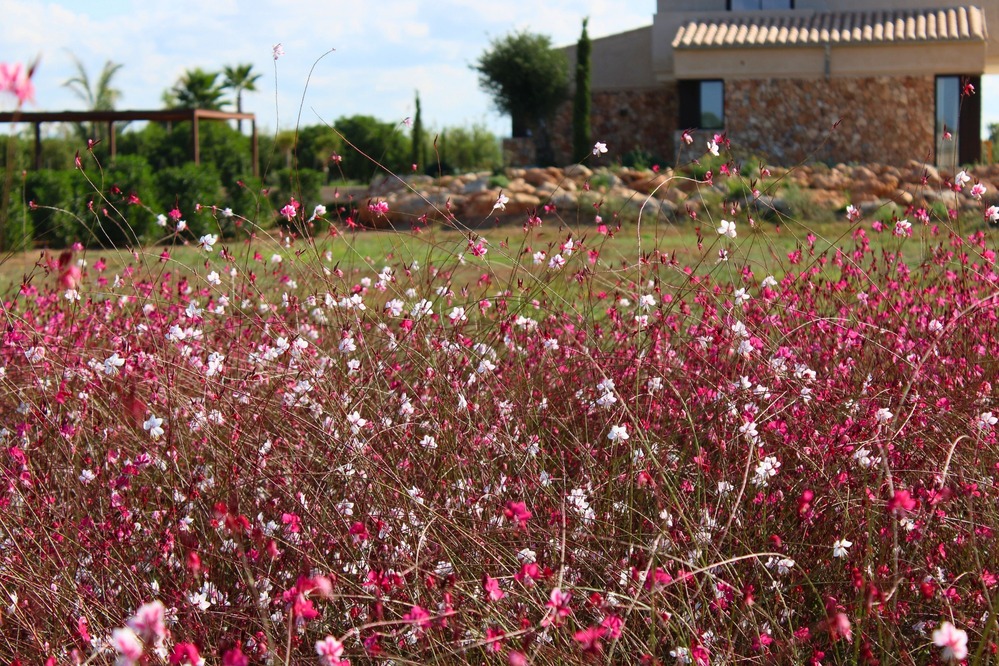 Finca Garden Campos detail 9
