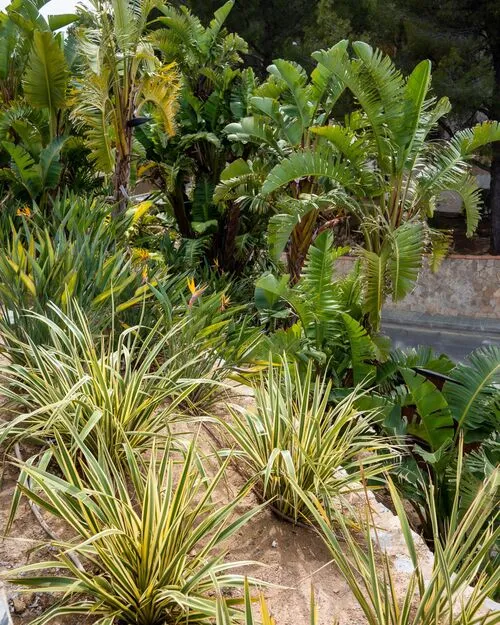 GARDEN LANDSCAPE DESIGN COSTA DE LA CALMA, CALVIÀ MALLORCA SESTEPA DESIGN — Costa de la Calma Zen