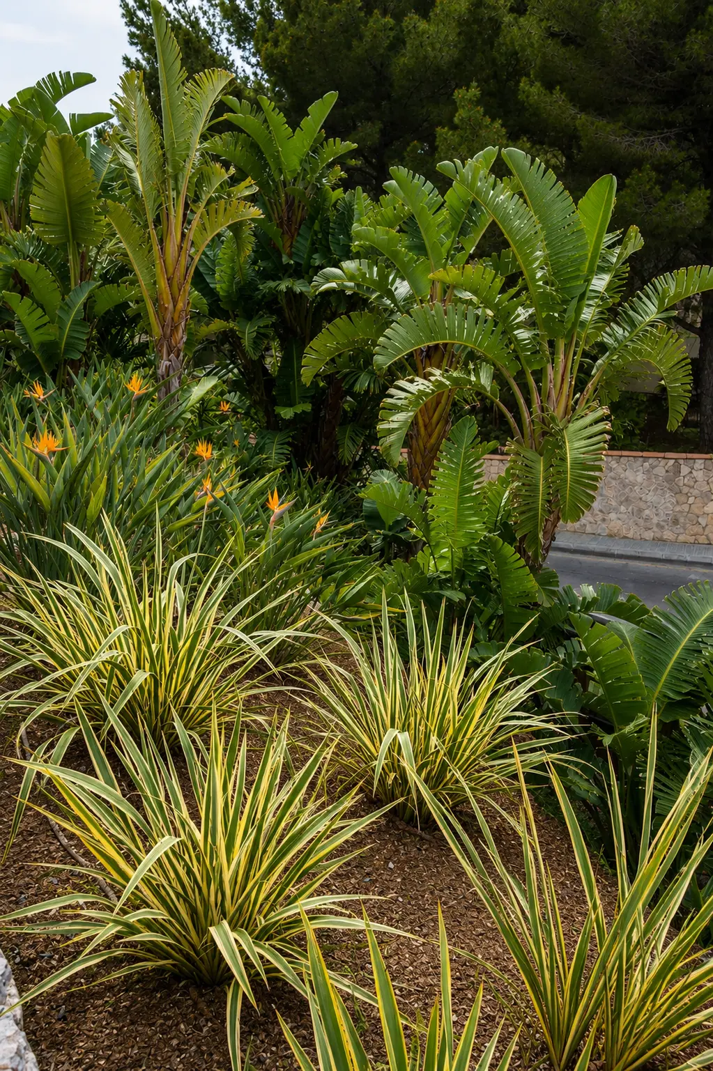 Costa de la Calma — Garden Design Detail, Costa de la Calma, Calviá, Mallorca