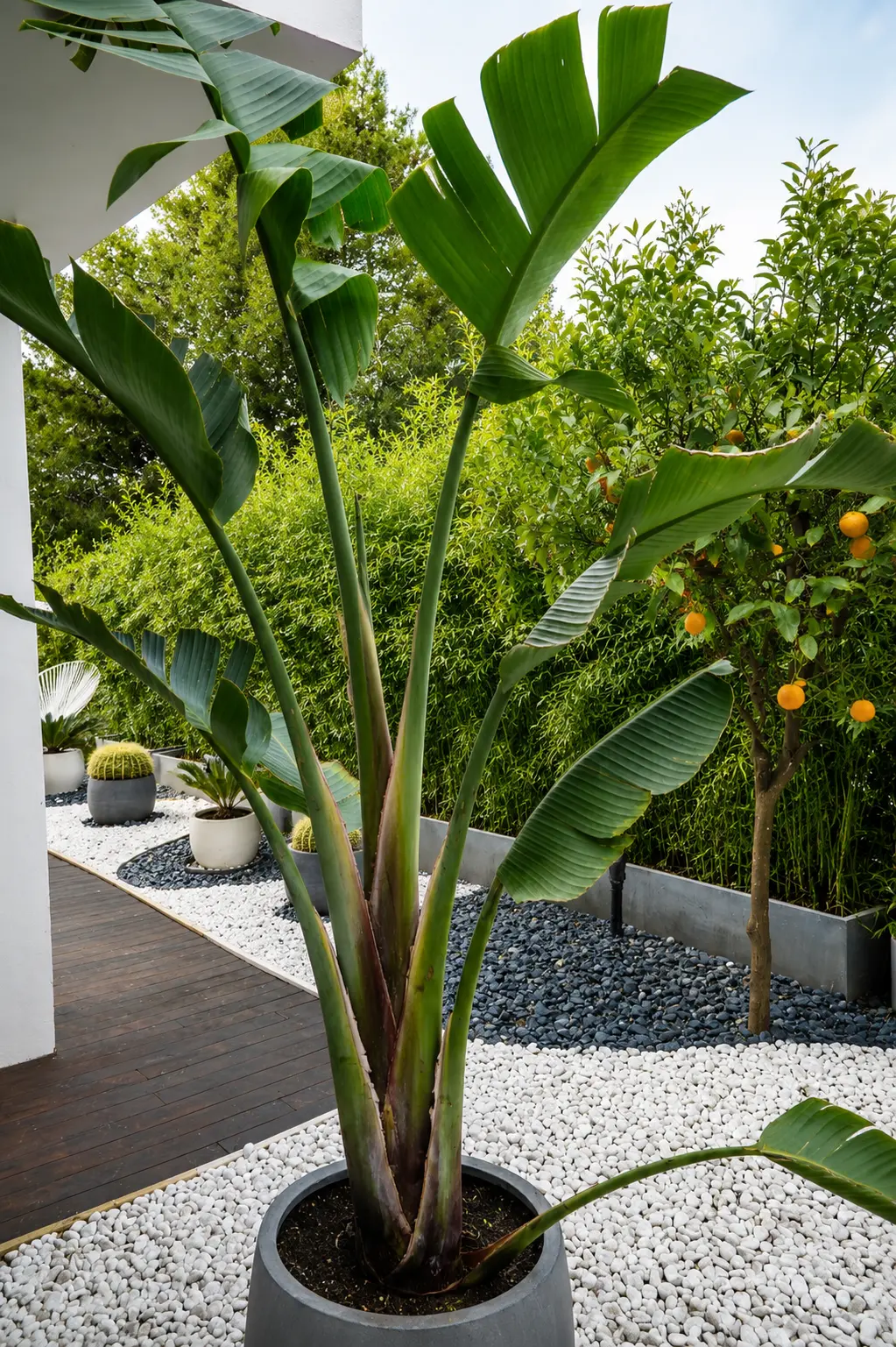 Costa de la Calma — Garden Design Costa de la Calma, Calviá, Mallorca, Image 3