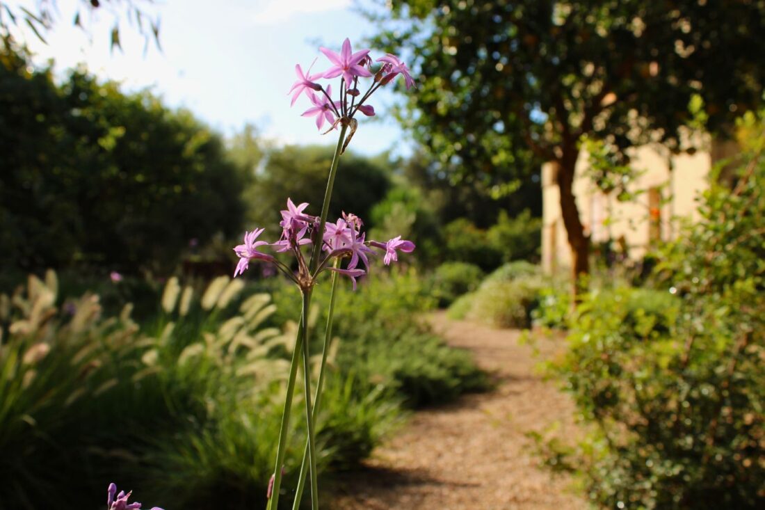 GARDEN LANDSCAPE DESIGN CRESTATX, SA POBLA MALLORCA SESTEPA DESIGN — Transformación Crestatx