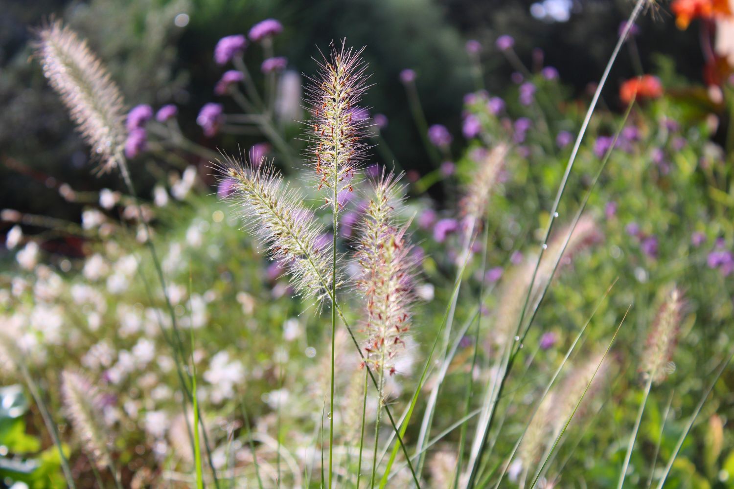 GARDEN LANDSCAPE DESIGN CRESTATX, SA POBLA MALLORCA SESTEPA DESIGN — Transformación Crestatx