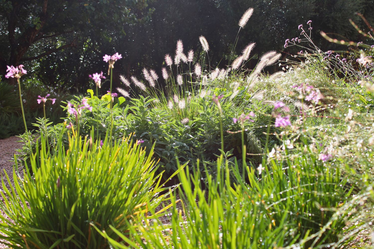 GARDEN LANDSCAPE DESIGN CRESTATX, SA POBLA MALLORCA SESTEPA DESIGN — Transformación Crestatx