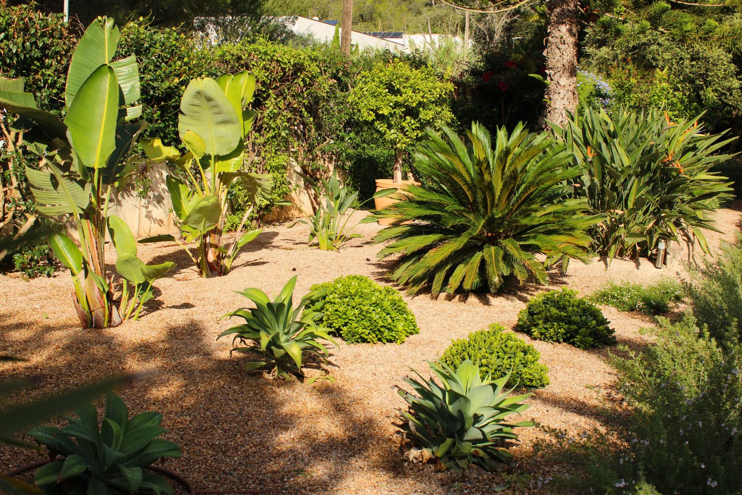 GARDEN LANDSCAPE DESIGN CRESTATX, SA POBLA MALLORCA SESTEPA DESIGN — Transformación Crestatx