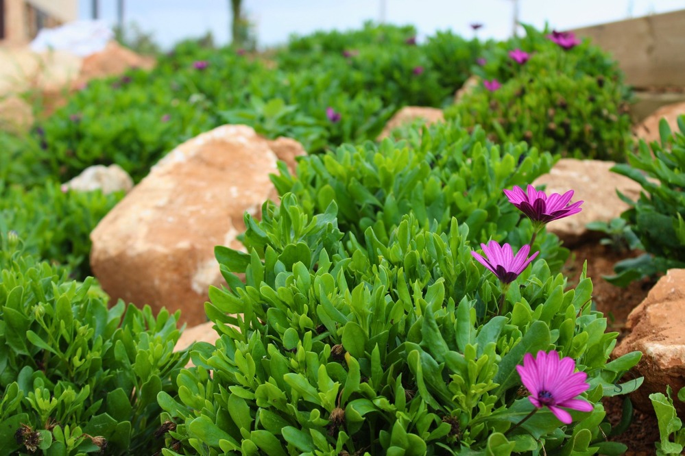 GARDEN LANDSCAPE DESIGN CAMPOS MALLORCA SESTEPA DESIGN — Finca Jardín Campos