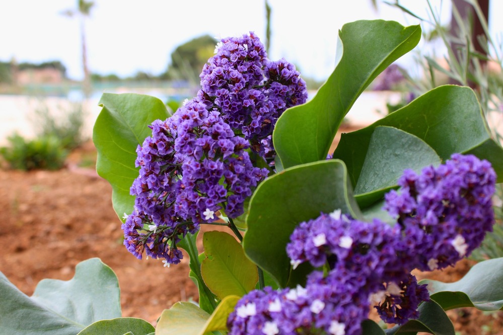 GARDEN LANDSCAPE DESIGN CAMPOS MALLORCA SESTEPA DESIGN — Finca Jardín Campos