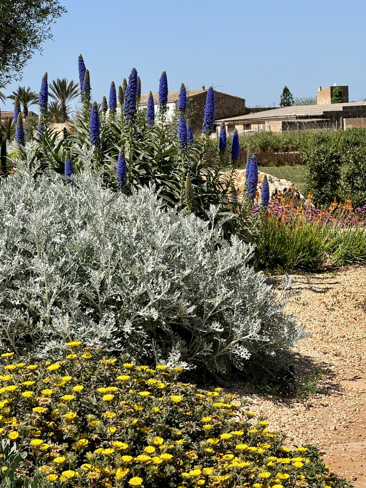 Finca Garden Campos — Garden Design Campos, Mallorca, Image 17