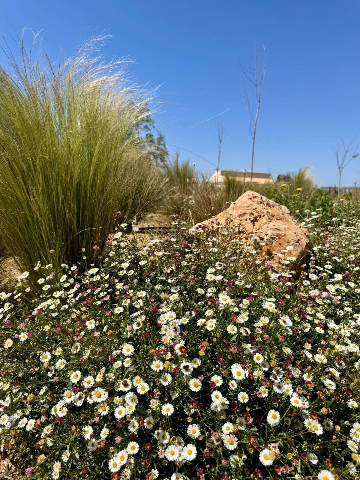 Finca Garden Campos — Garden Design Campos, Mallorca, Image 22