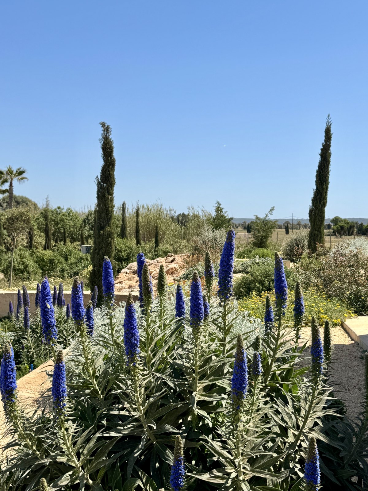 Finca Garden Campos — Garden Design Campos, Mallorca, Image 25