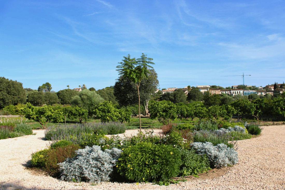 GARDEN LANDSCAPE DESIGN LLUBÍ MALLORCA SESTEPA DESIGN — Jardín Silvestre Llubí