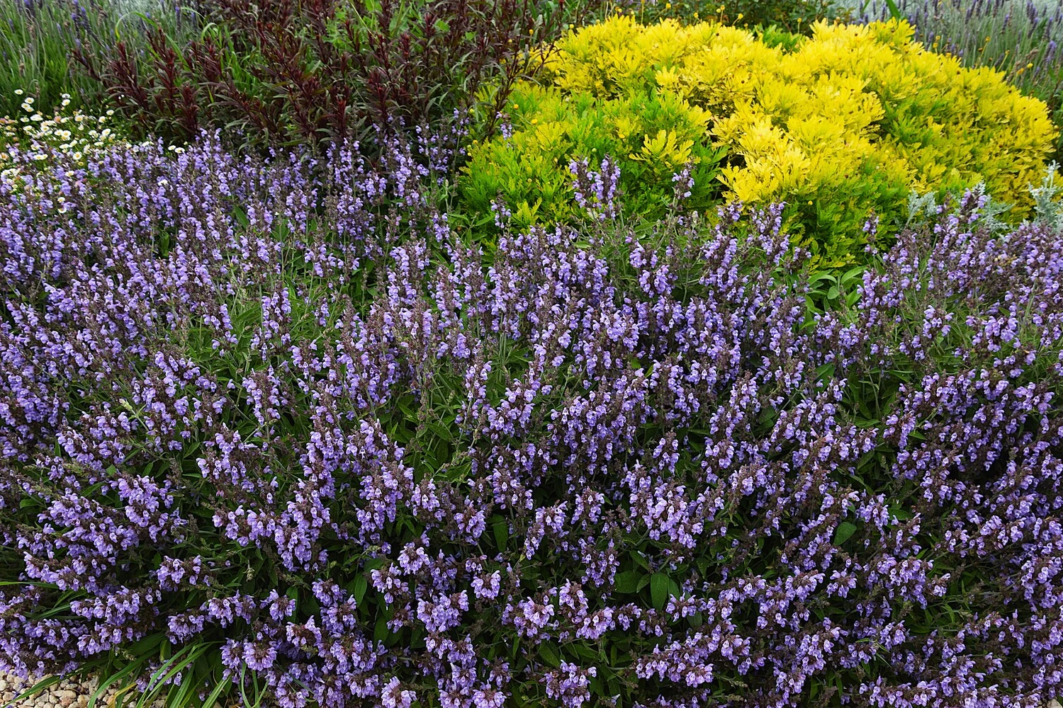 GARDEN LANDSCAPE DESIGN LLUBÍ MALLORCA SESTEPA DESIGN — Jardín Silvestre Llubí