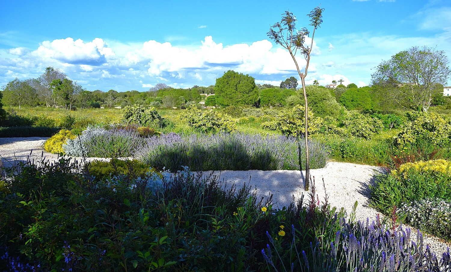 GARDEN LANDSCAPE DESIGN LLUBÍ MALLORCA SESTEPA DESIGN — Jardín Silvestre Llubí