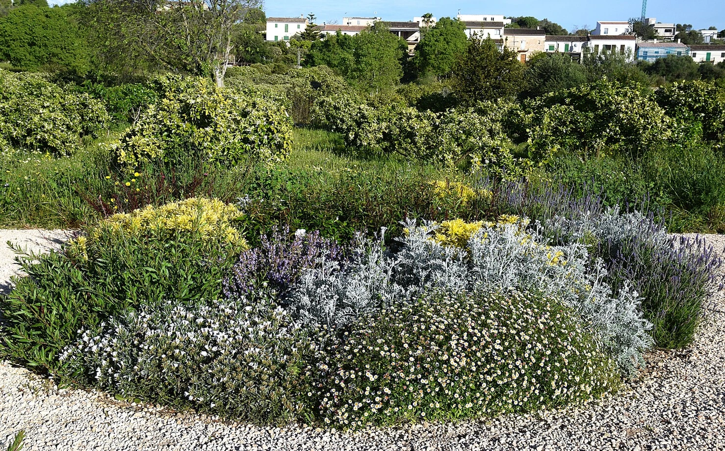 GARDEN LANDSCAPE DESIGN LLUBÍ MALLORCA SESTEPA DESIGN — Jardín Silvestre Llubí