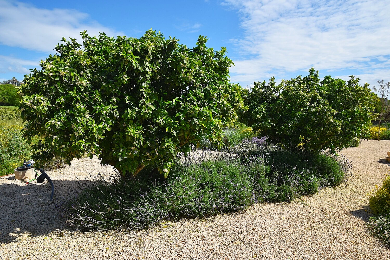 GARDEN LANDSCAPE DESIGN LLUBÍ MALLORCA SESTEPA DESIGN — Jardín Silvestre Llubí