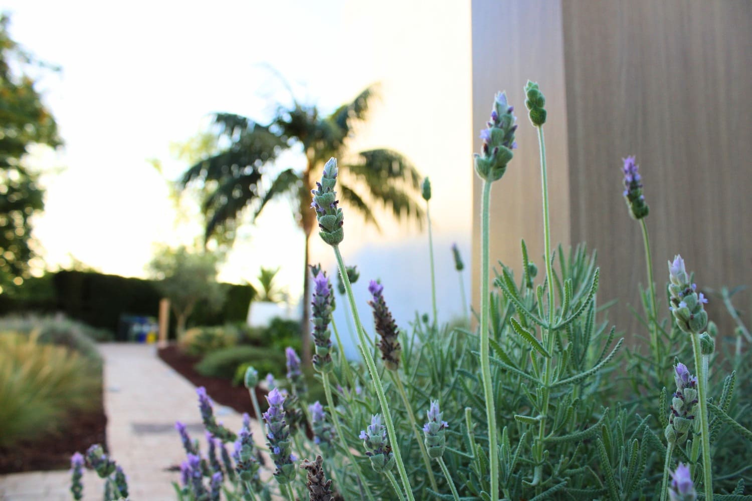 GARDEN LANDSCAPE DESIGN PUERTO POLLENÇA MALLORCA SESTEPA DESIGN — Hotel Cabot Las Velas