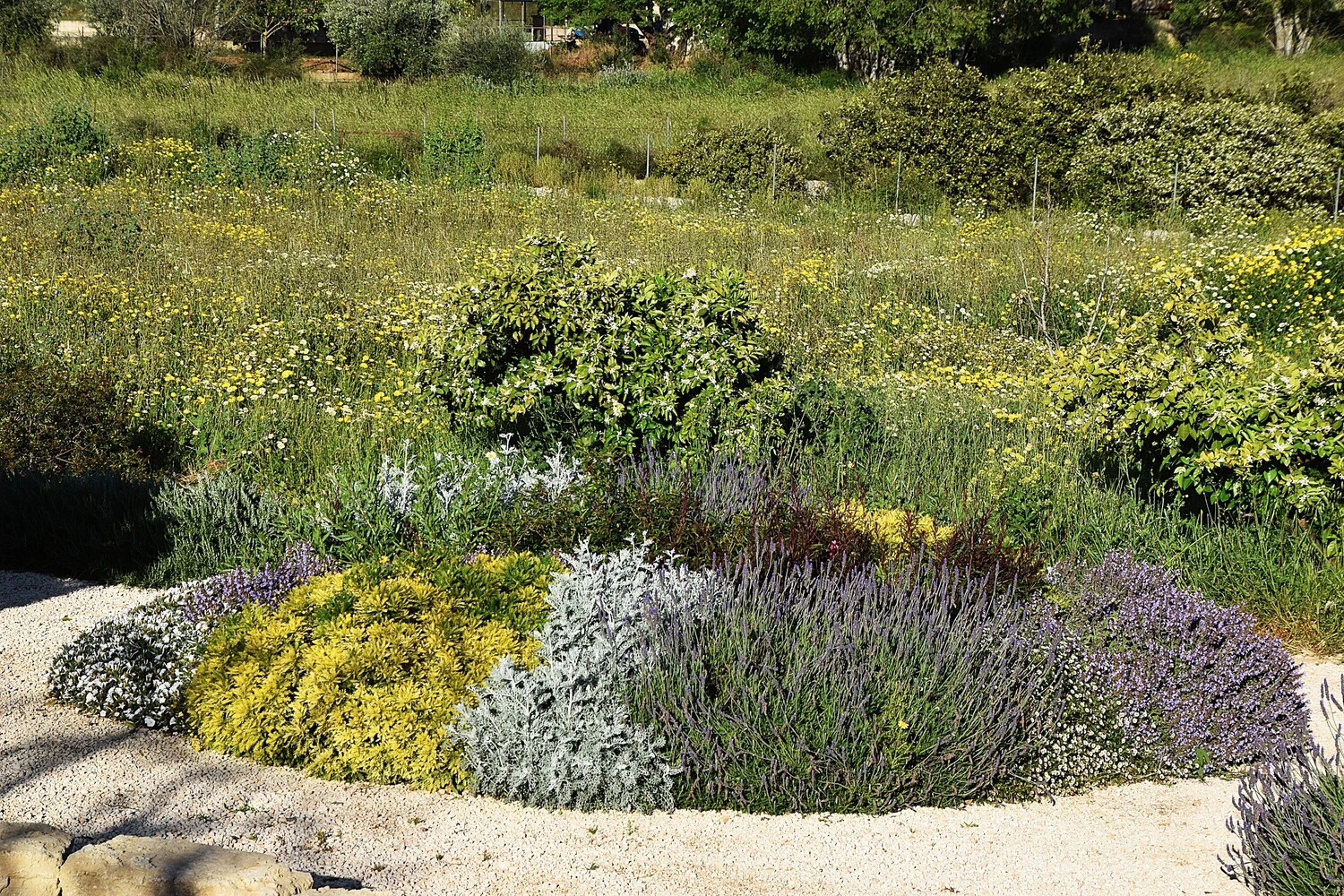GARDEN LANDSCAPE DESIGN LLUBÍ MALLORCA SESTEPA DESIGN — Llubí Wild Garden