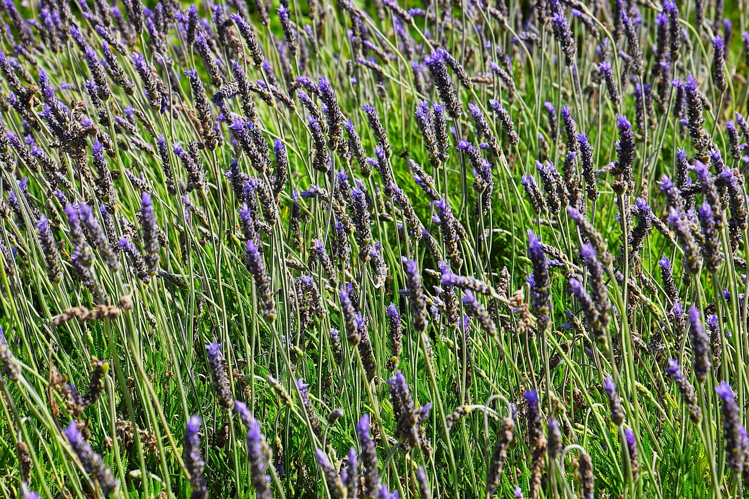 GARDEN LANDSCAPE DESIGN LLUBÍ MALLORCA SESTEPA DESIGN — Llubí Wild Garden