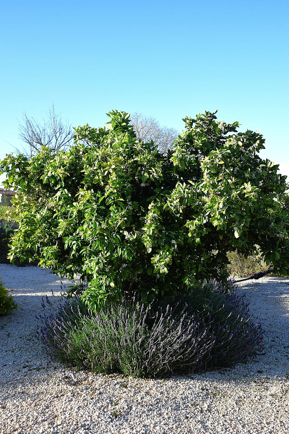 GARDEN LANDSCAPE DESIGN LLUBÍ MALLORCA SESTEPA DESIGN — Llubí Wild Garden