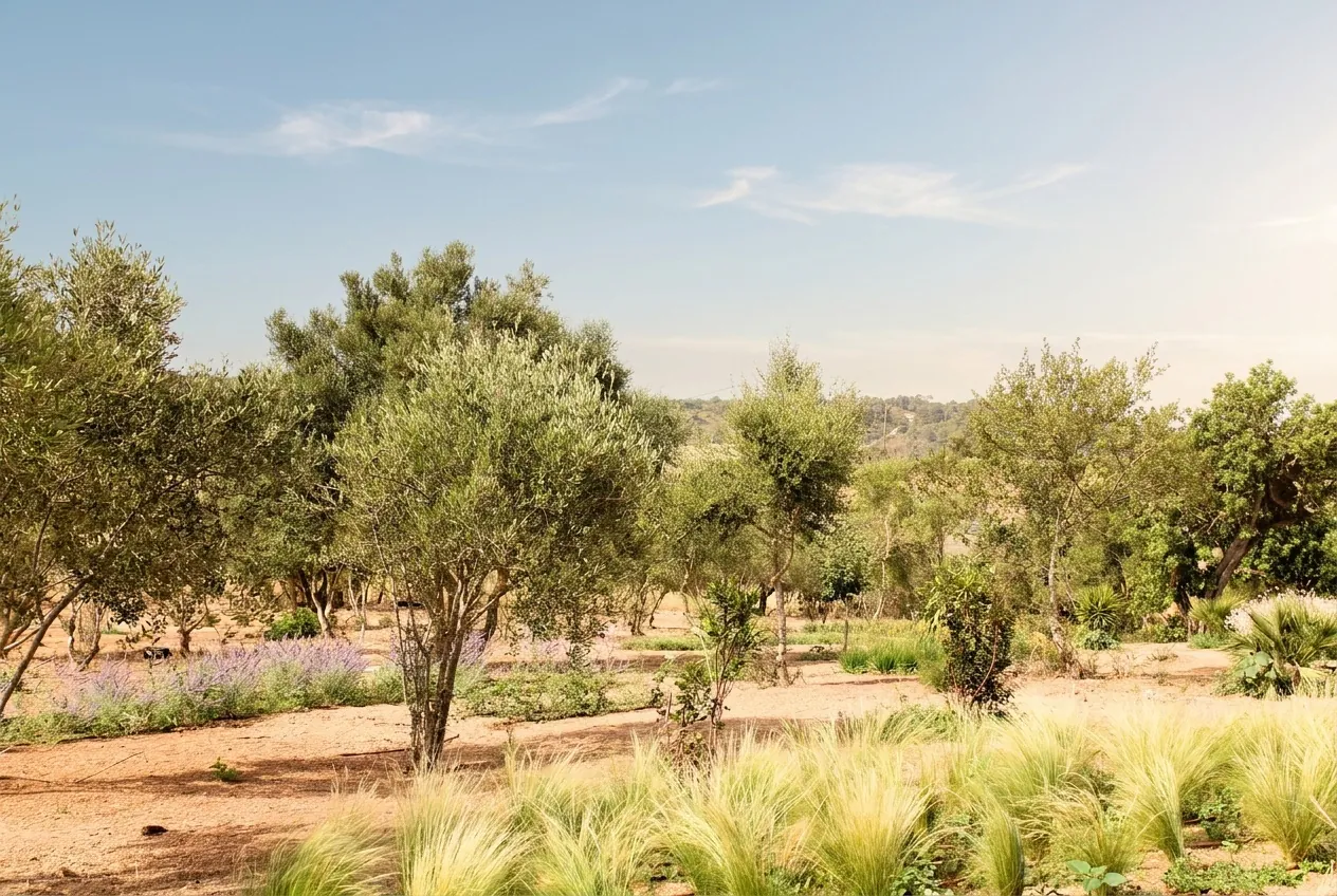 SANT LLORÉNC ESTATE GARDEN MALLORCA SESTEPA DESIGN