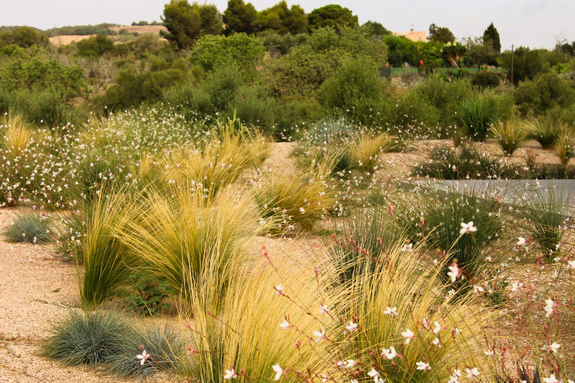 Garden Detail Sant Llorenç des Cardassar — S'Estepa Design