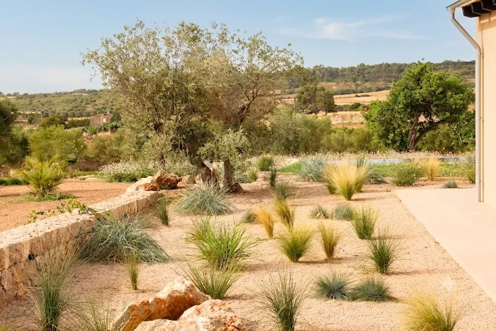 Sustainable drip irrigation line feeding young cypress plants in Mallorca estate