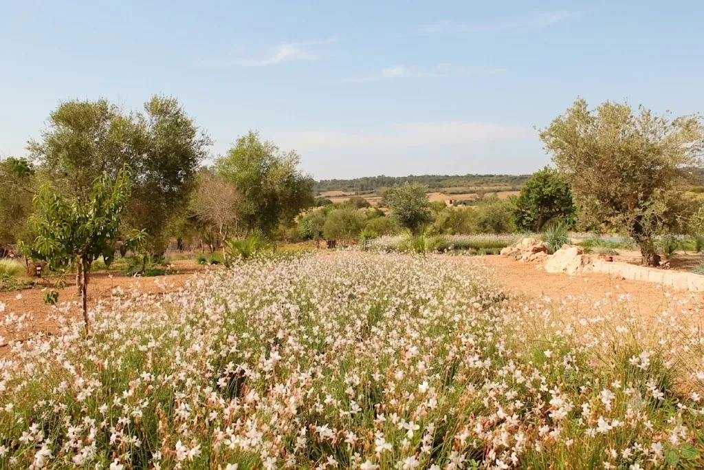 Informal groups of Stipa tenuissima and young olive trees in a private estate of Mallorca