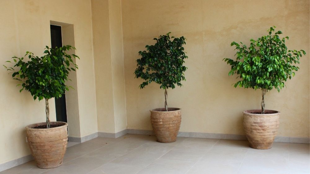 GARDEN LANDSCAPE DESIGN SANTA EUGÈNIA MALLORCA SESTEPA DESIGN — Terrazas de Santa Eugènia