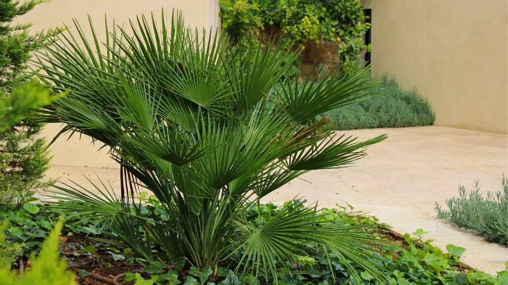 GARDEN LANDSCAPE DESIGN SANTA EUGÈNIA MALLORCA SESTEPA DESIGN — Terrazas de Santa Eugènia